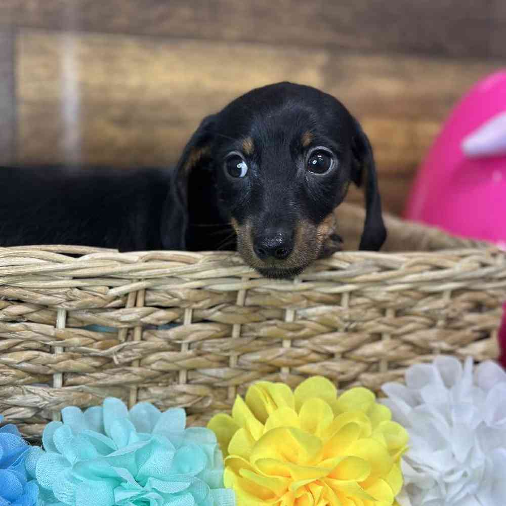 Female Dachshund Puppy for Sale in Saugus, MA