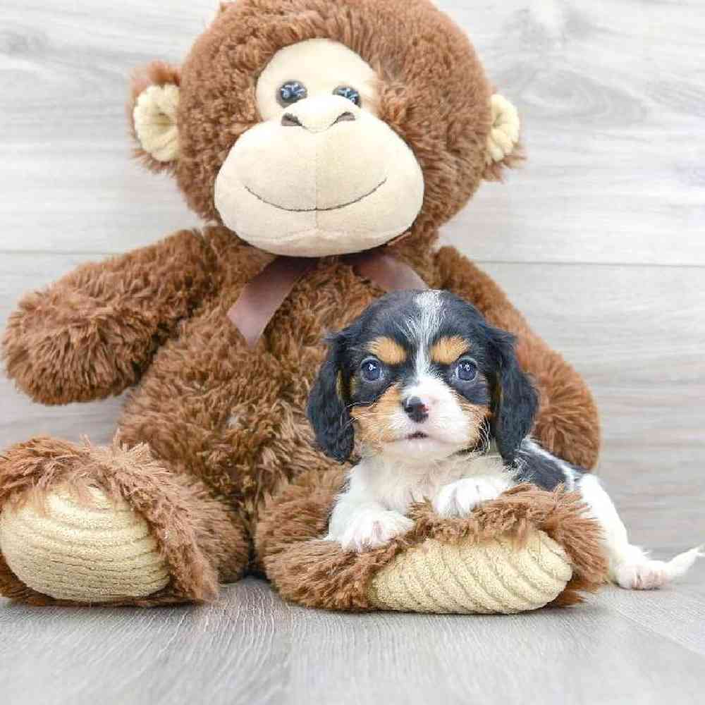 cavalier-king-charles-spaniel-trista-5312883667001820.jpg