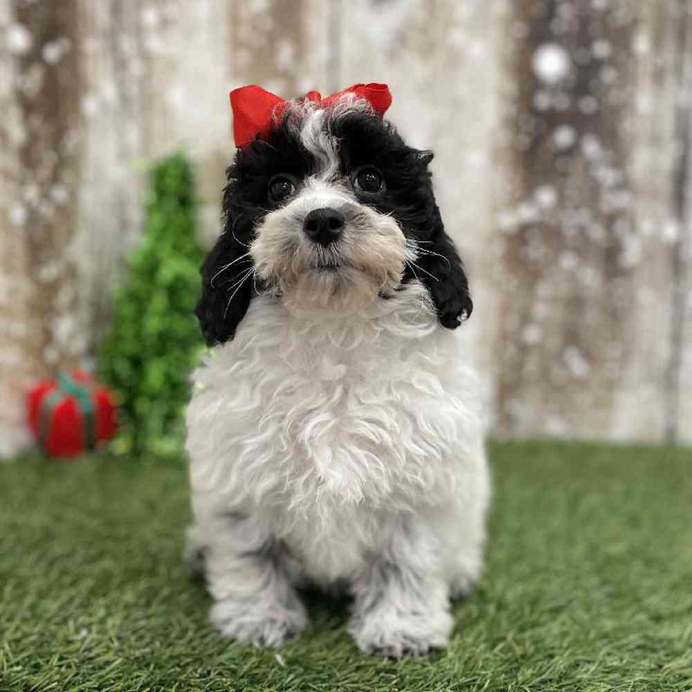 Female Cavachon Puppy for Sale in Braintree, MA