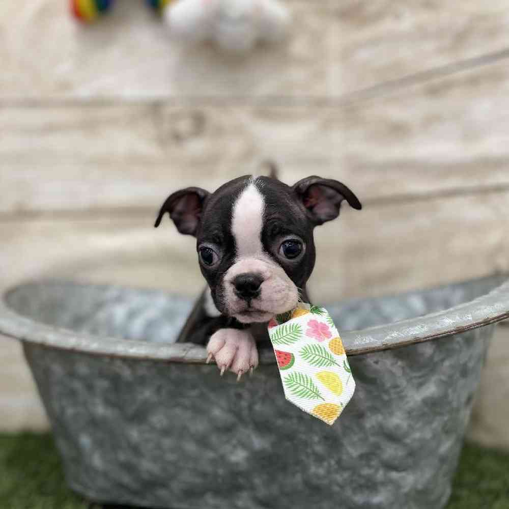 Male Boston Terrier Puppy for Sale in Braintree, MA