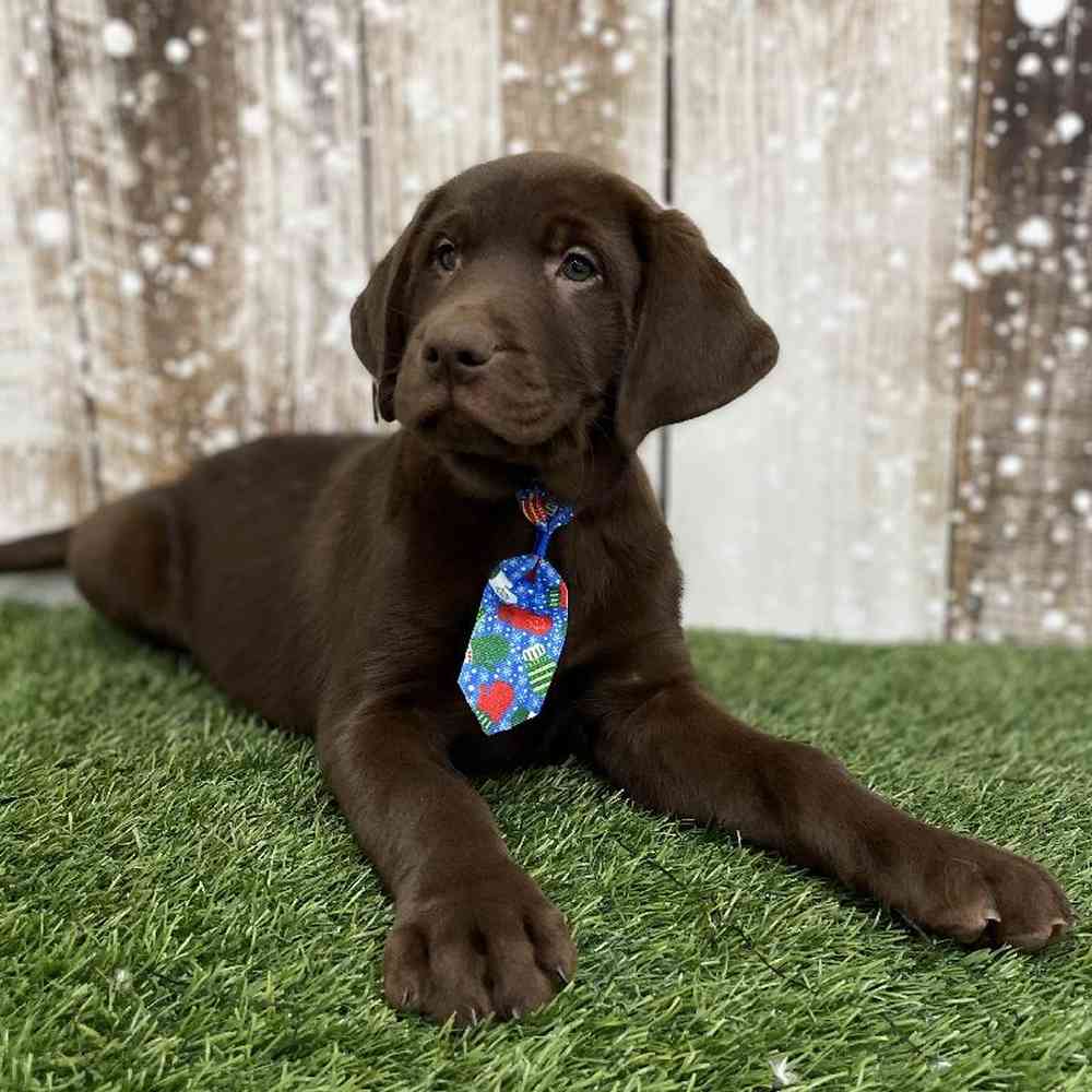 Male Labrador Retriever Puppy for Sale in Braintree, MA