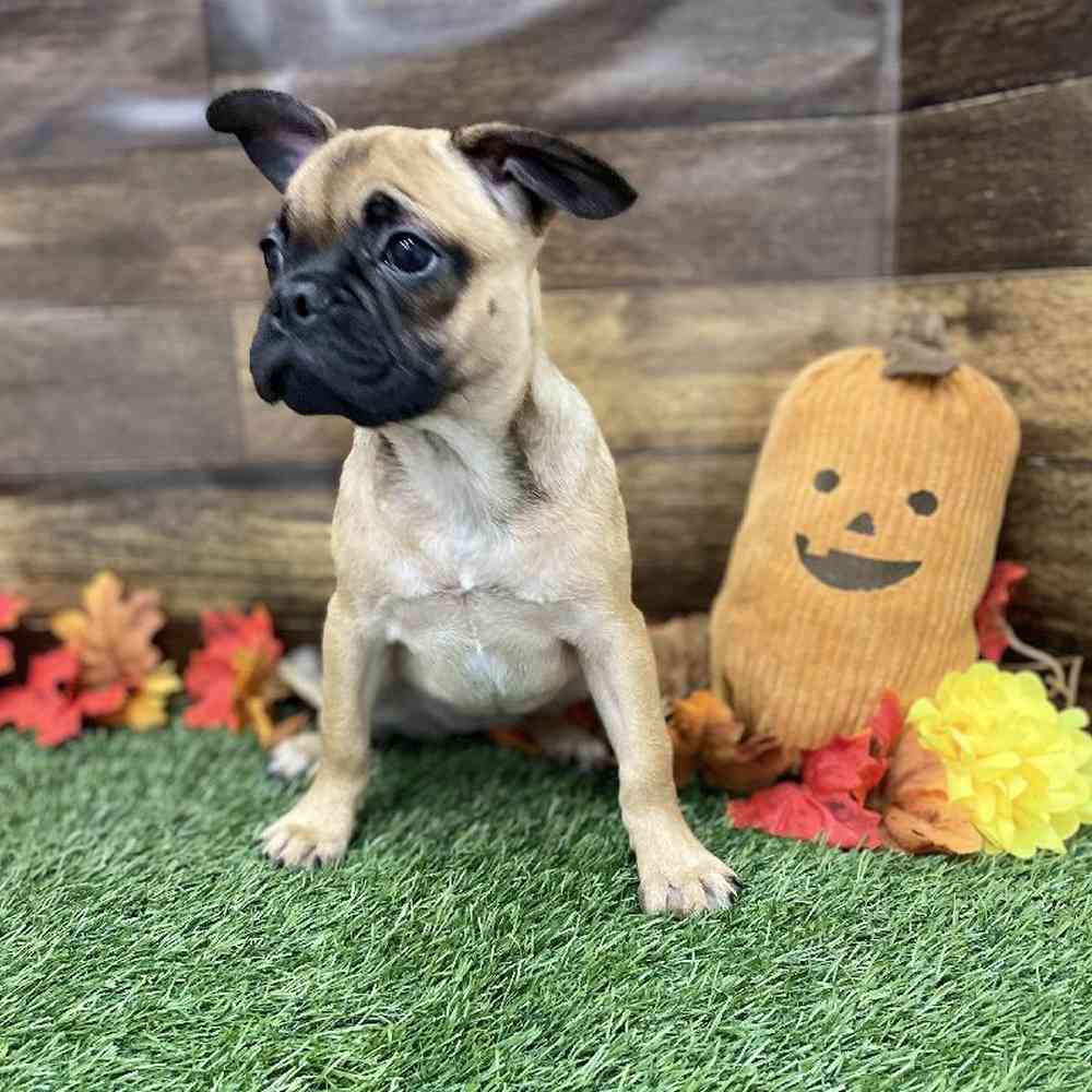 Female Frug Puppy for Sale in Braintree, MA