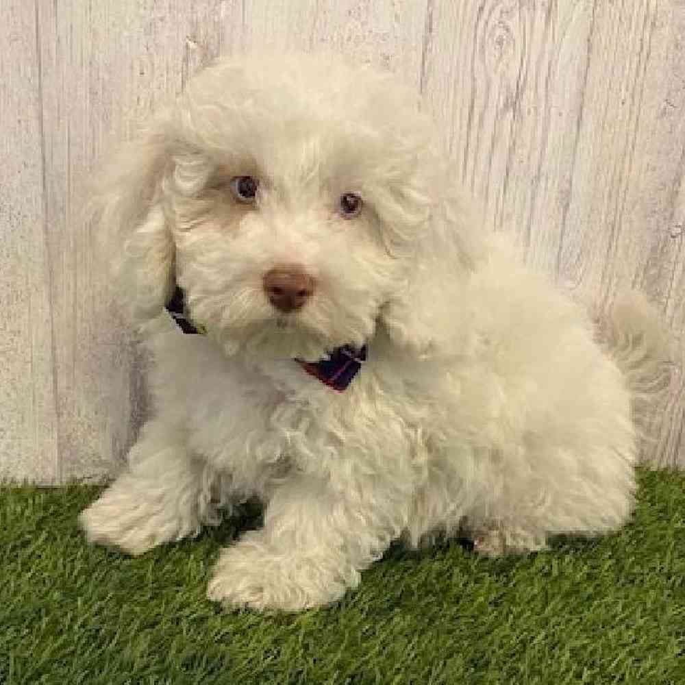 Male Cockapoo Puppy for Sale in Saugus, MA