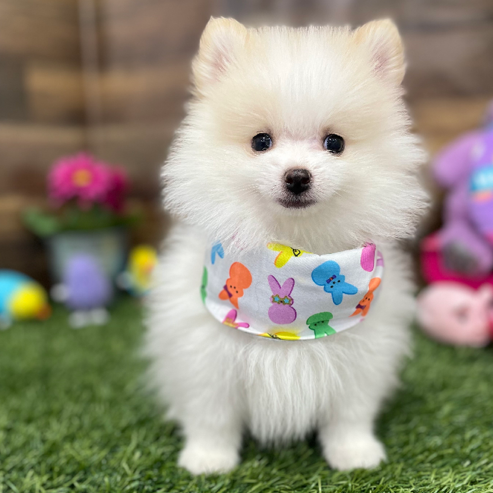 Male Pomeranian Puppy for Sale in Braintree, MA