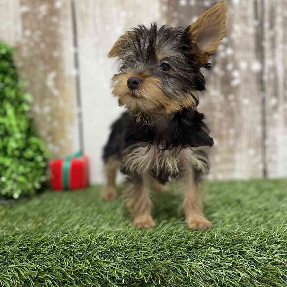 Female Yorkshire Terrier Puppy for Sale in Braintree, MA