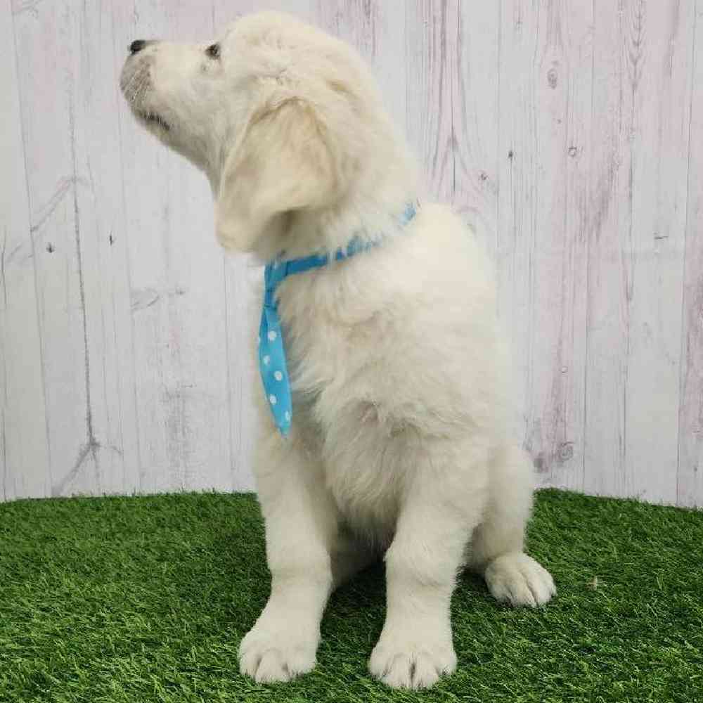 Male Golden Retriever Puppy for Sale in Braintree, MA