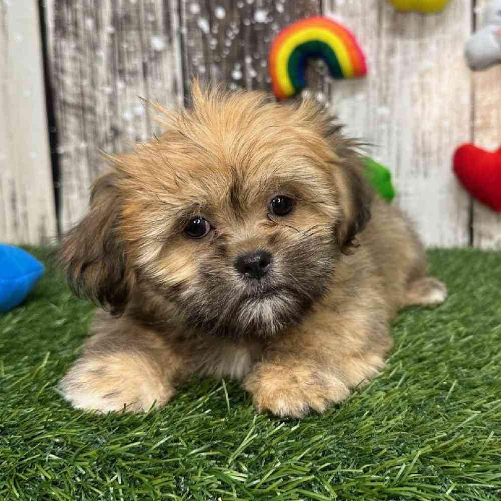 Female Lhasa Apso Puppy for Sale in Saugus, MA