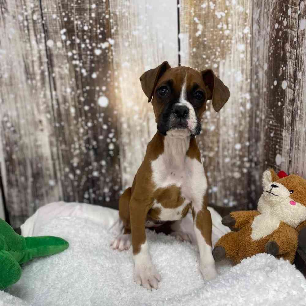 Female Boxer Puppy for Sale in Saugus, MA