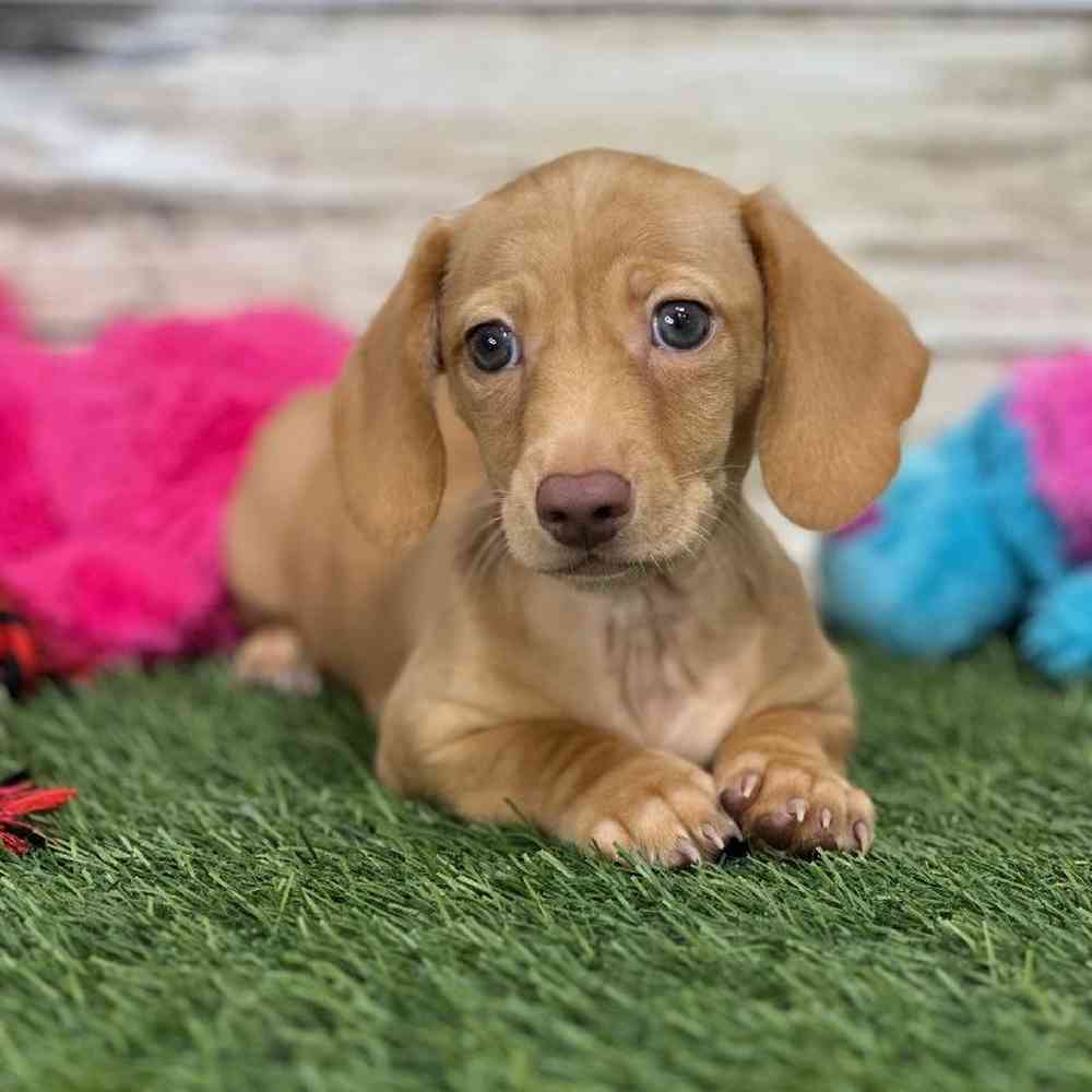 Male Dachshund Puppy for Sale in Saugus, MA