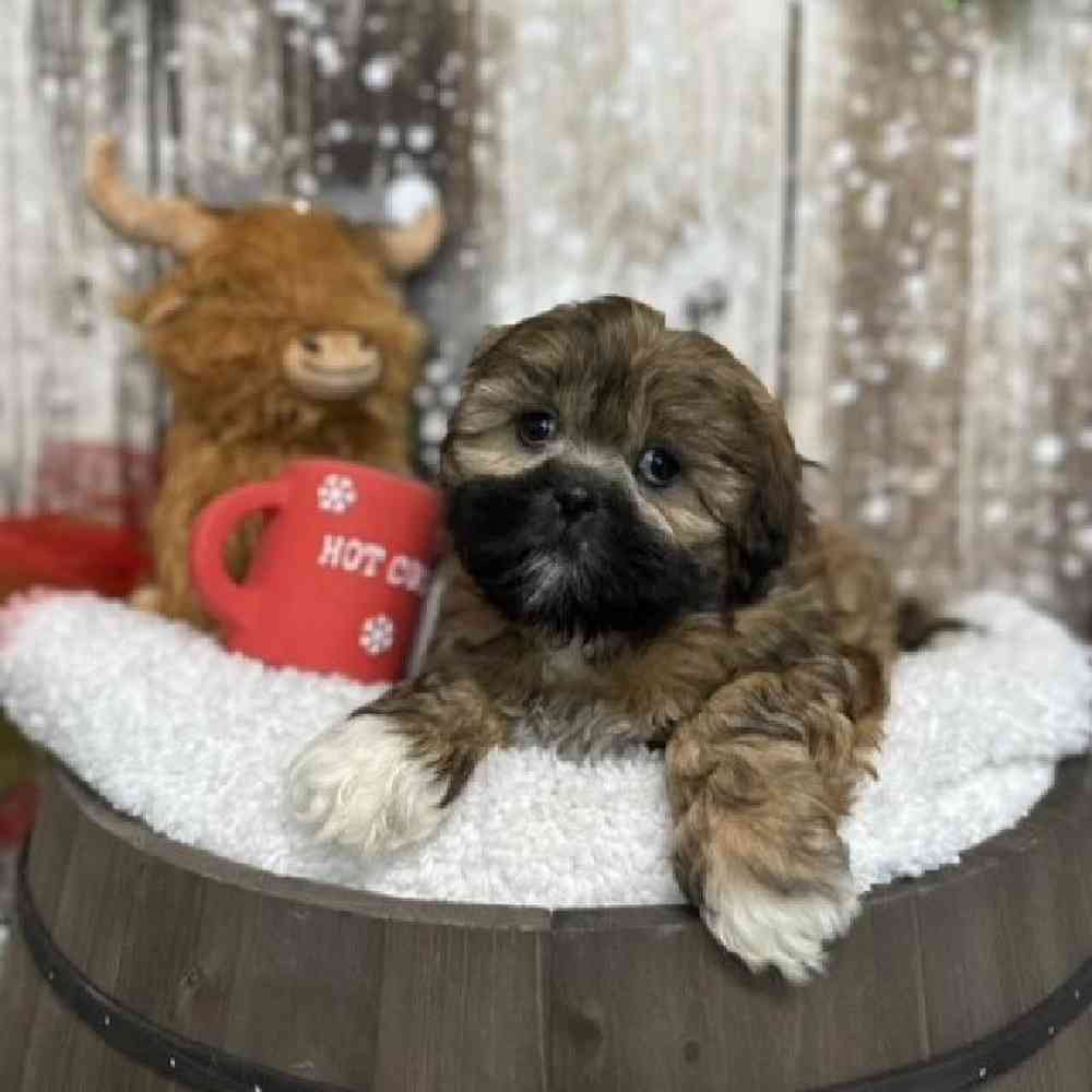 Female Lhasa Apso Puppy for Sale in Saugus, MA