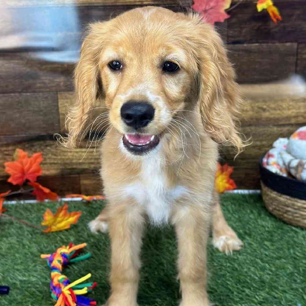Female Golden Cocker Retriever Puppy for Sale in Saugus, MA