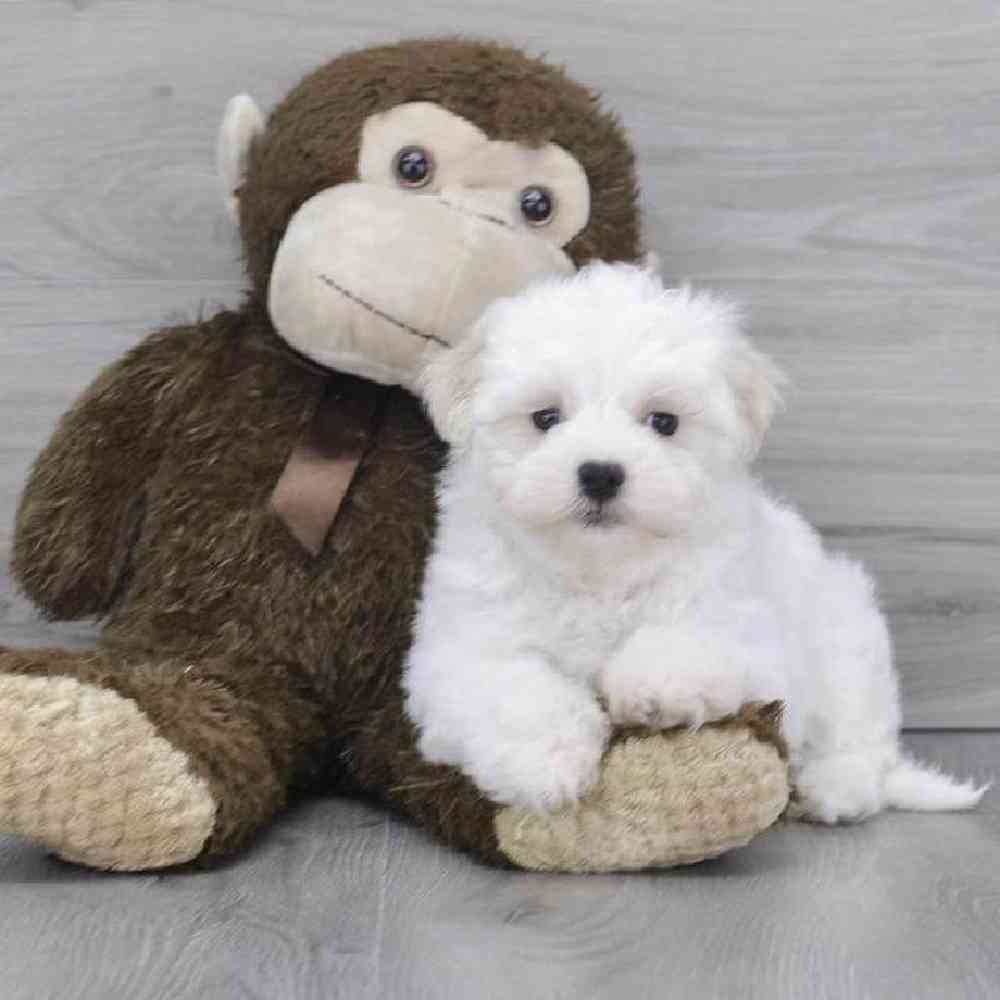 maltese-brady-5917703748828650.jpg