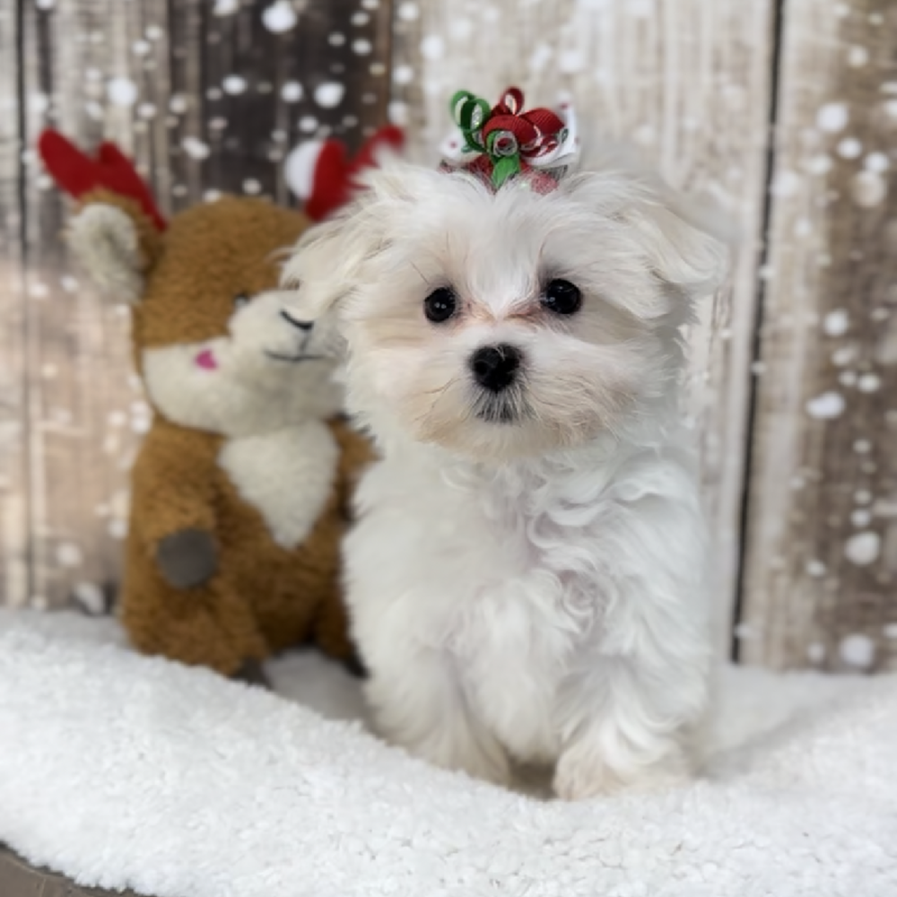 Female Maltese Puppy for Sale in Saugus, MA