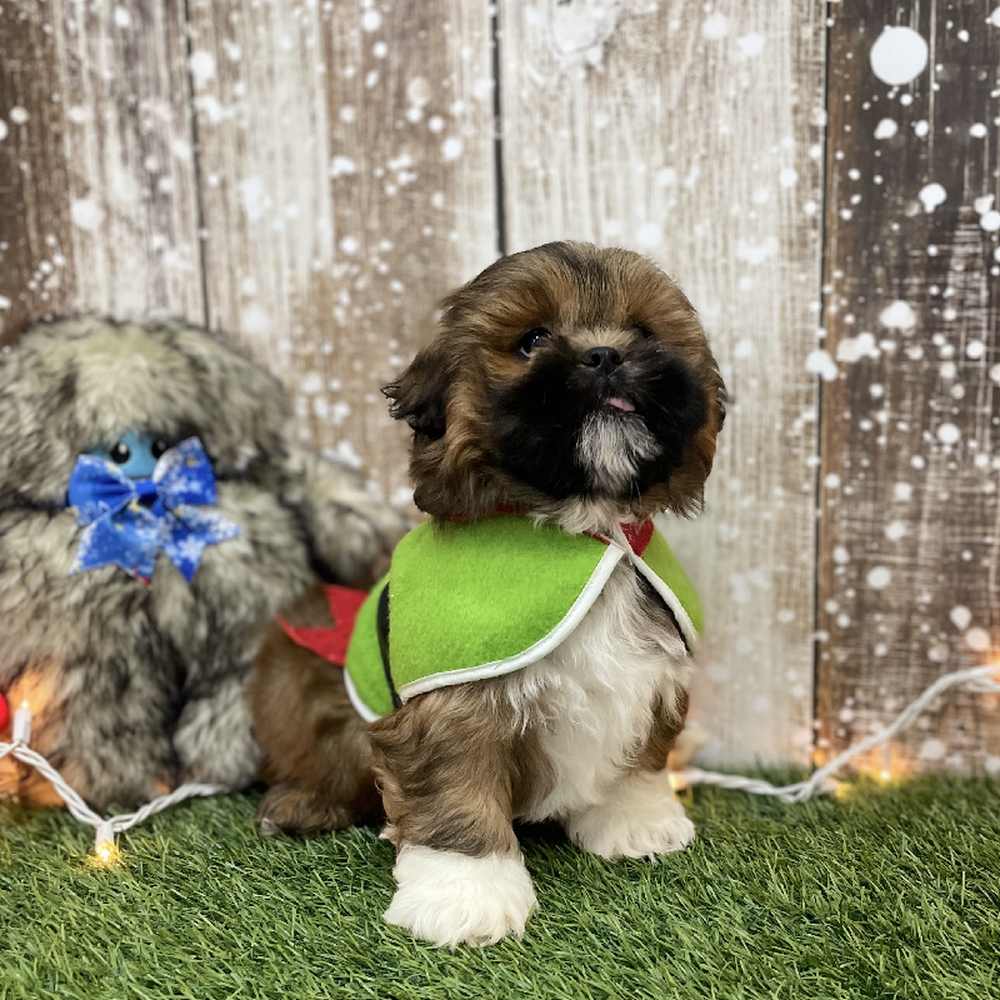 Male Lhasa Apso Puppy for Sale in Braintree, MA