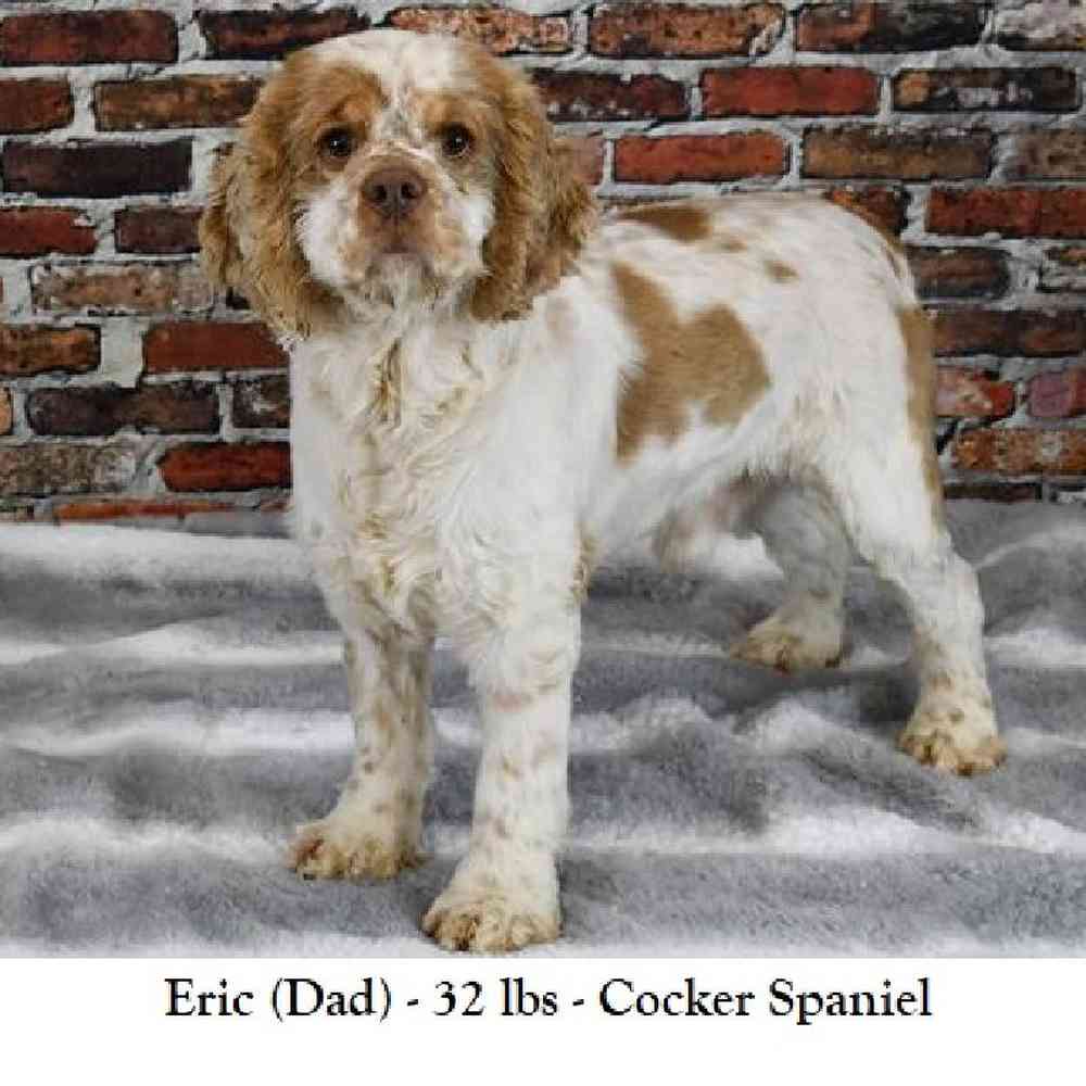 Female Golden Cocker Retriever Puppy for Sale in Braintree, MA