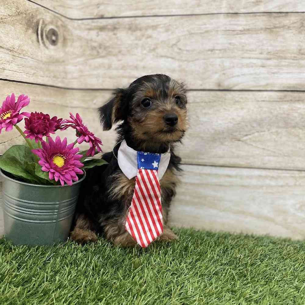 Male Chorkie Puppy for Sale in Braintree, MA