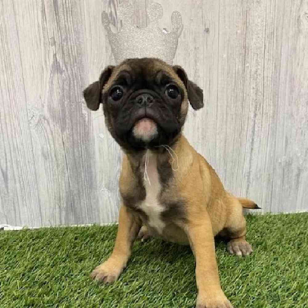 Female Frug Puppy for Sale in Braintree, MA