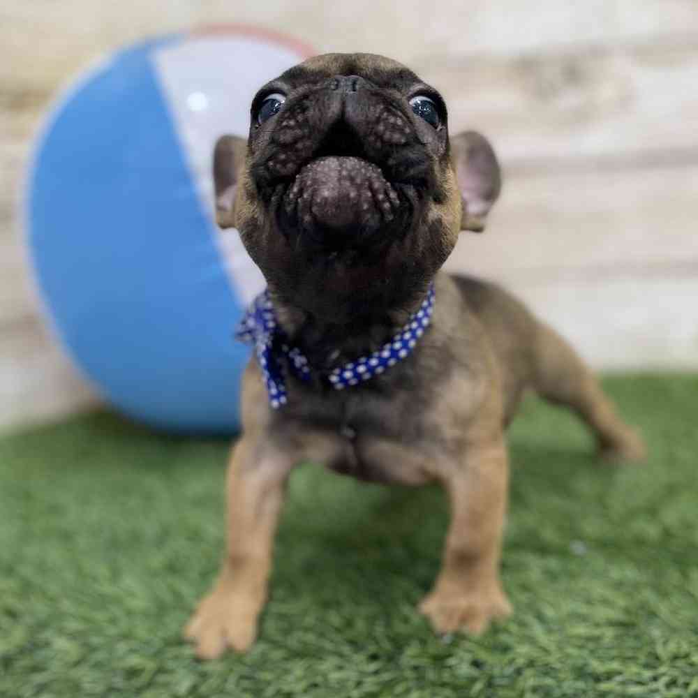 Male French Bulldog Puppy for Sale in Braintree, MA