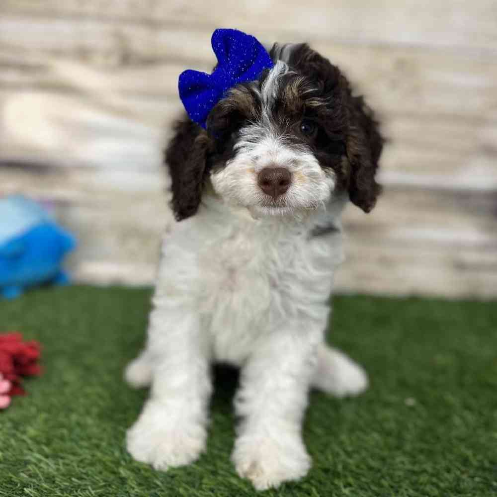 Female Mini Bernedoodle 2nd Gen Puppy for Sale in Saugus, MA
