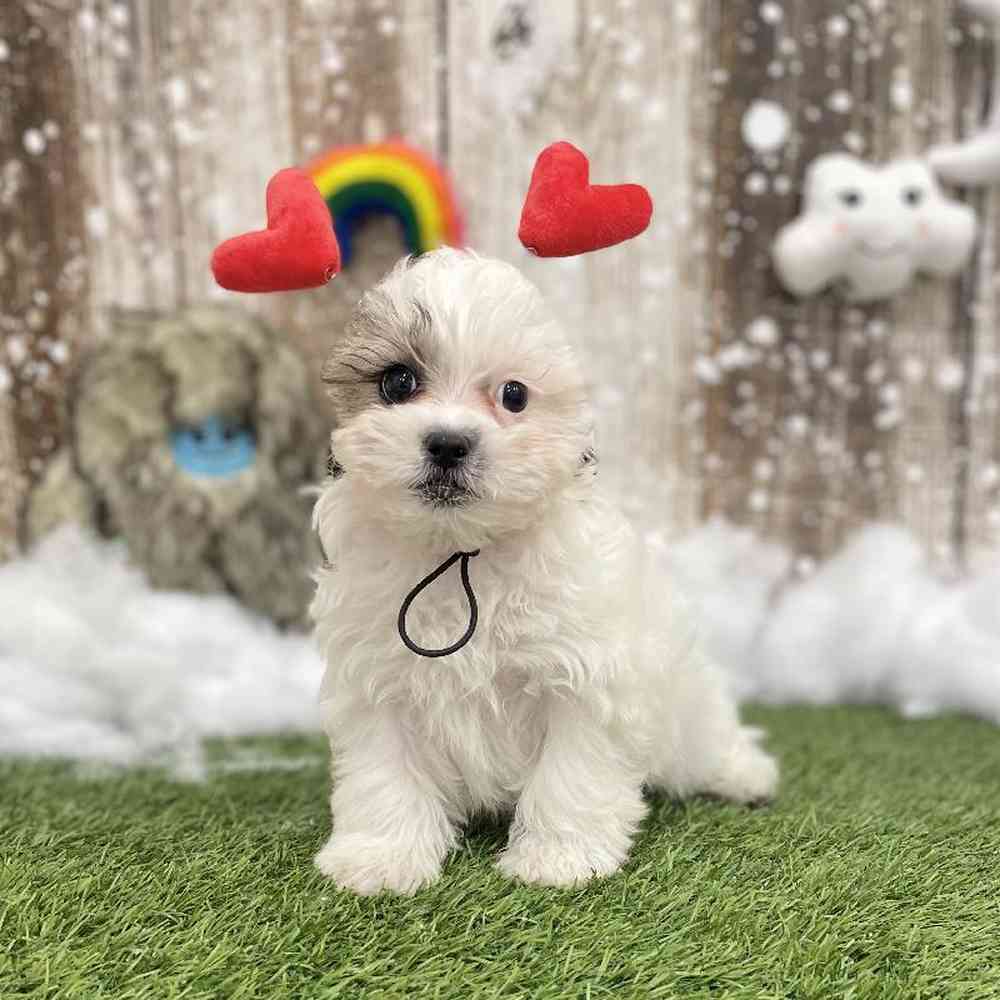 Male Shih-Poo Puppy for Sale in Braintree, MA