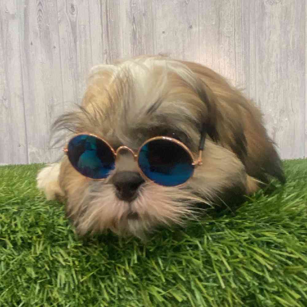 Female Shih Tzu Puppy for Sale in Saugus, MA