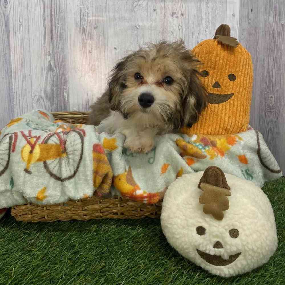 Female Hava-Chon Puppy for Sale in Saugus, MA