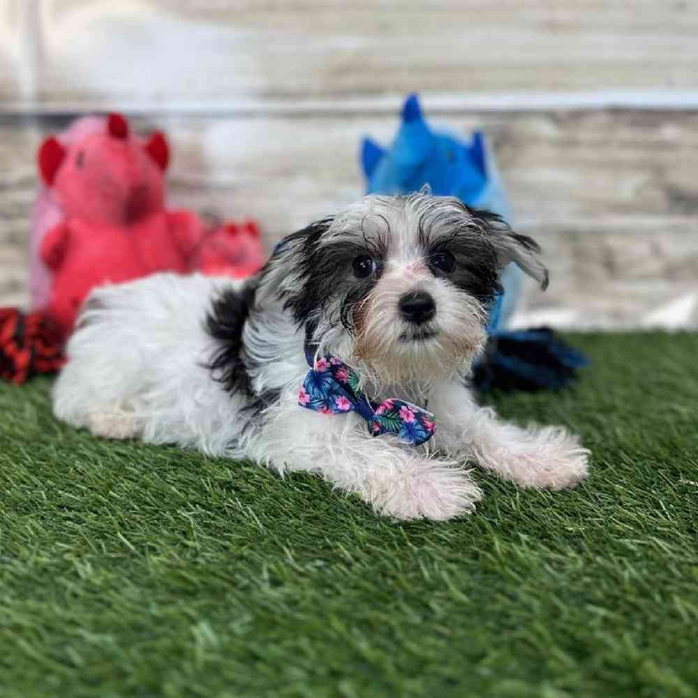 Male Morkie Puppy for Sale in Saugus, MA