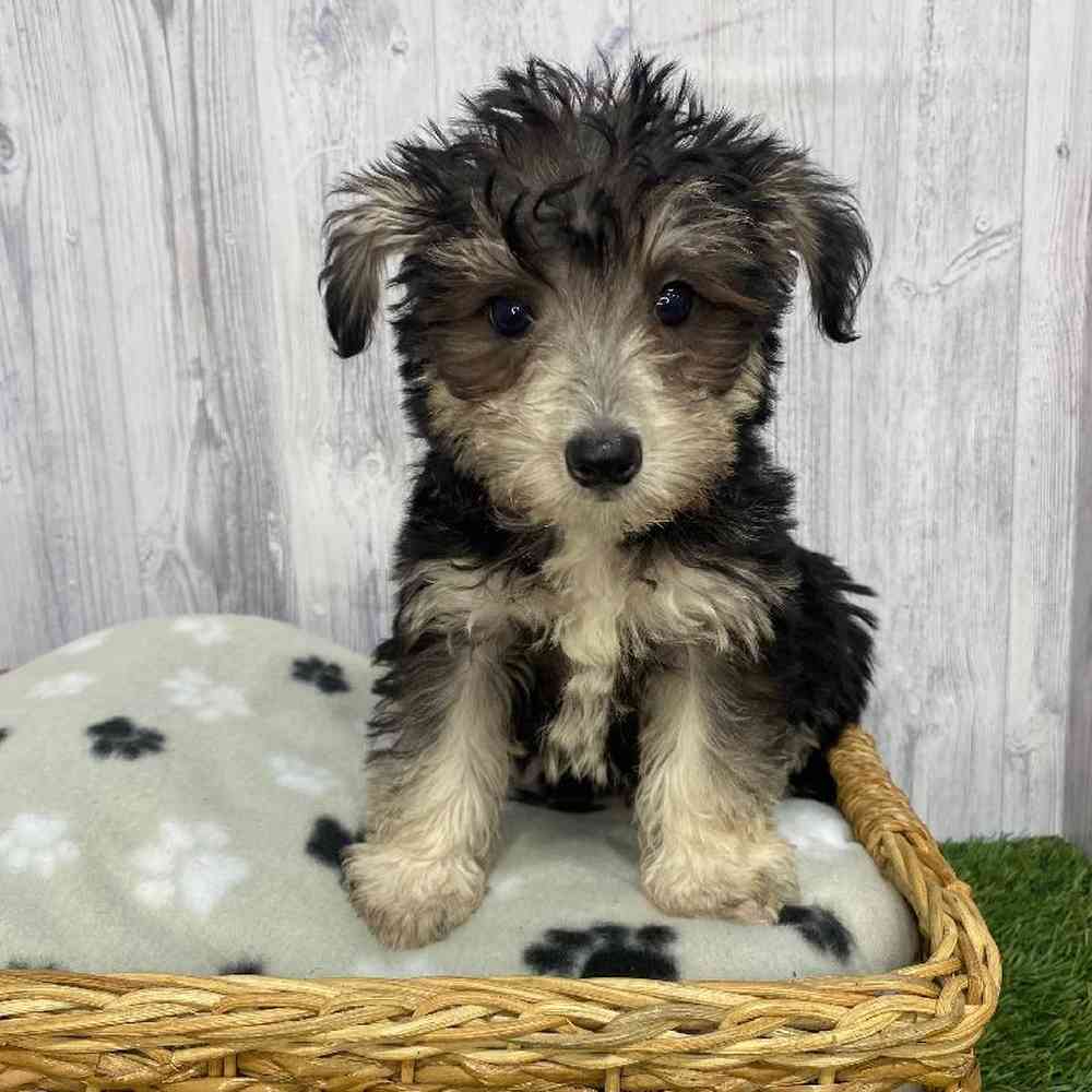 Male Schnoodle Puppy for Sale in Saugus, MA