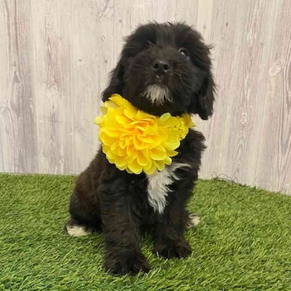 Female Mini Whoodle Puppy for sale