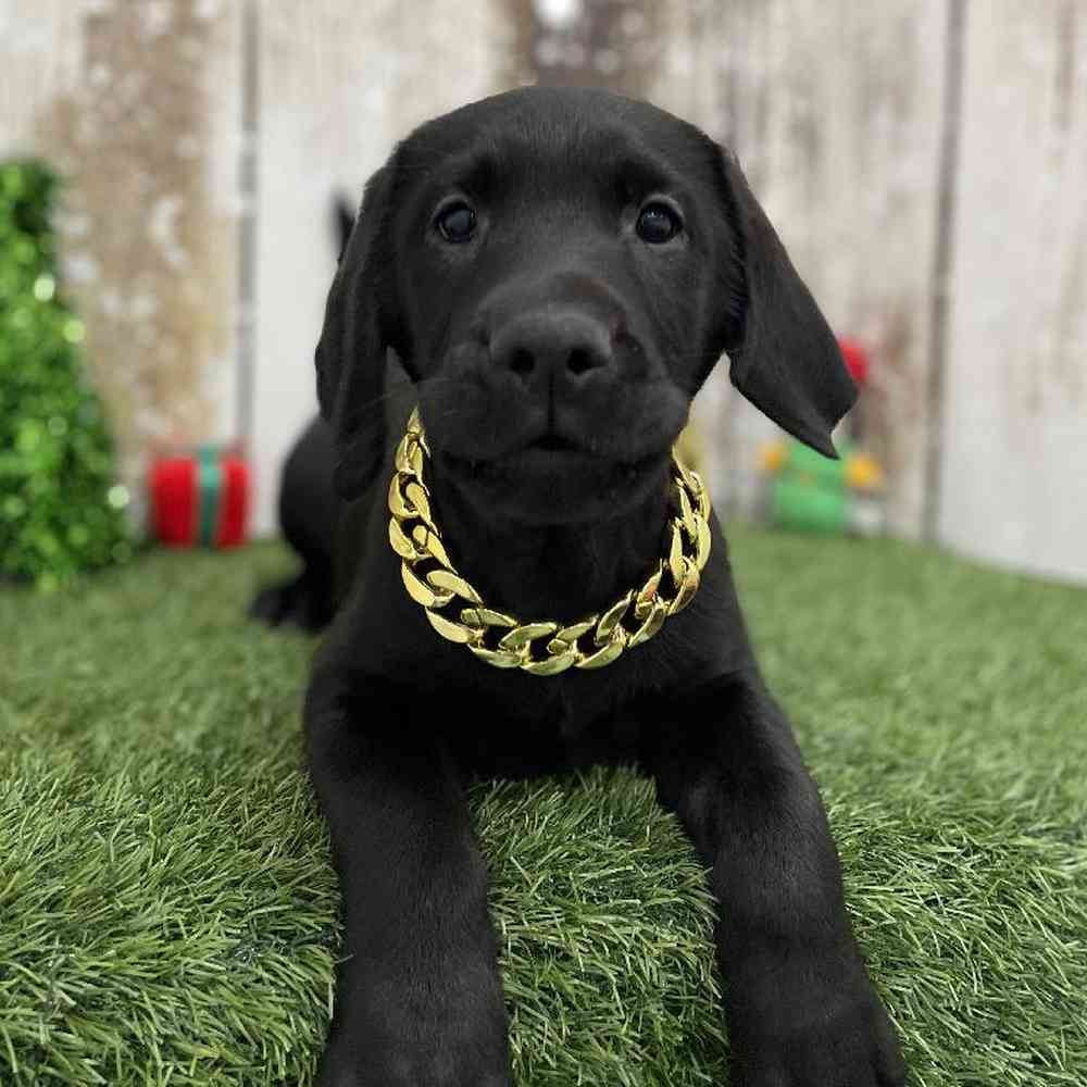 Male Labrador Retriever Puppy for Sale in Braintree, MA
