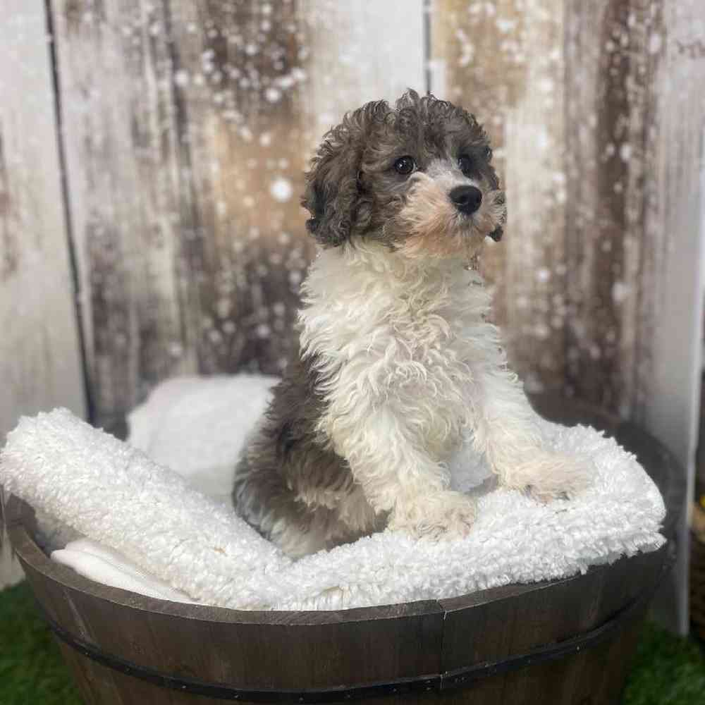 Male Cavachon Puppy for Sale in Saugus, MA