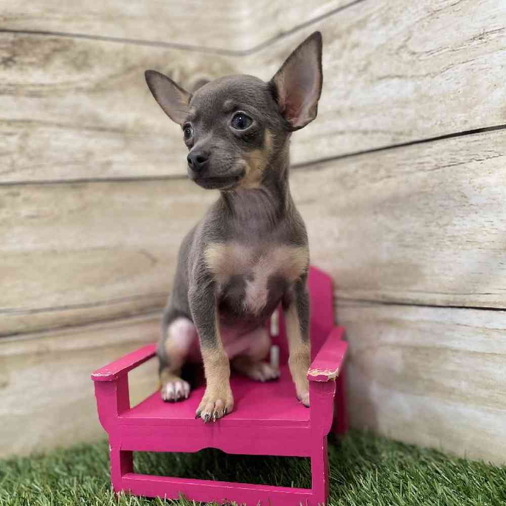 Female Chihuahua Puppy for Sale in Braintree, MA