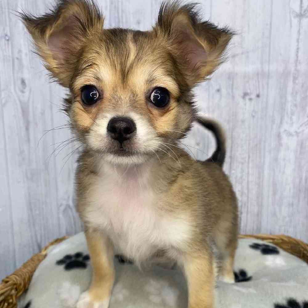 Male Chihuahua Puppy for Sale in Saugus, MA
