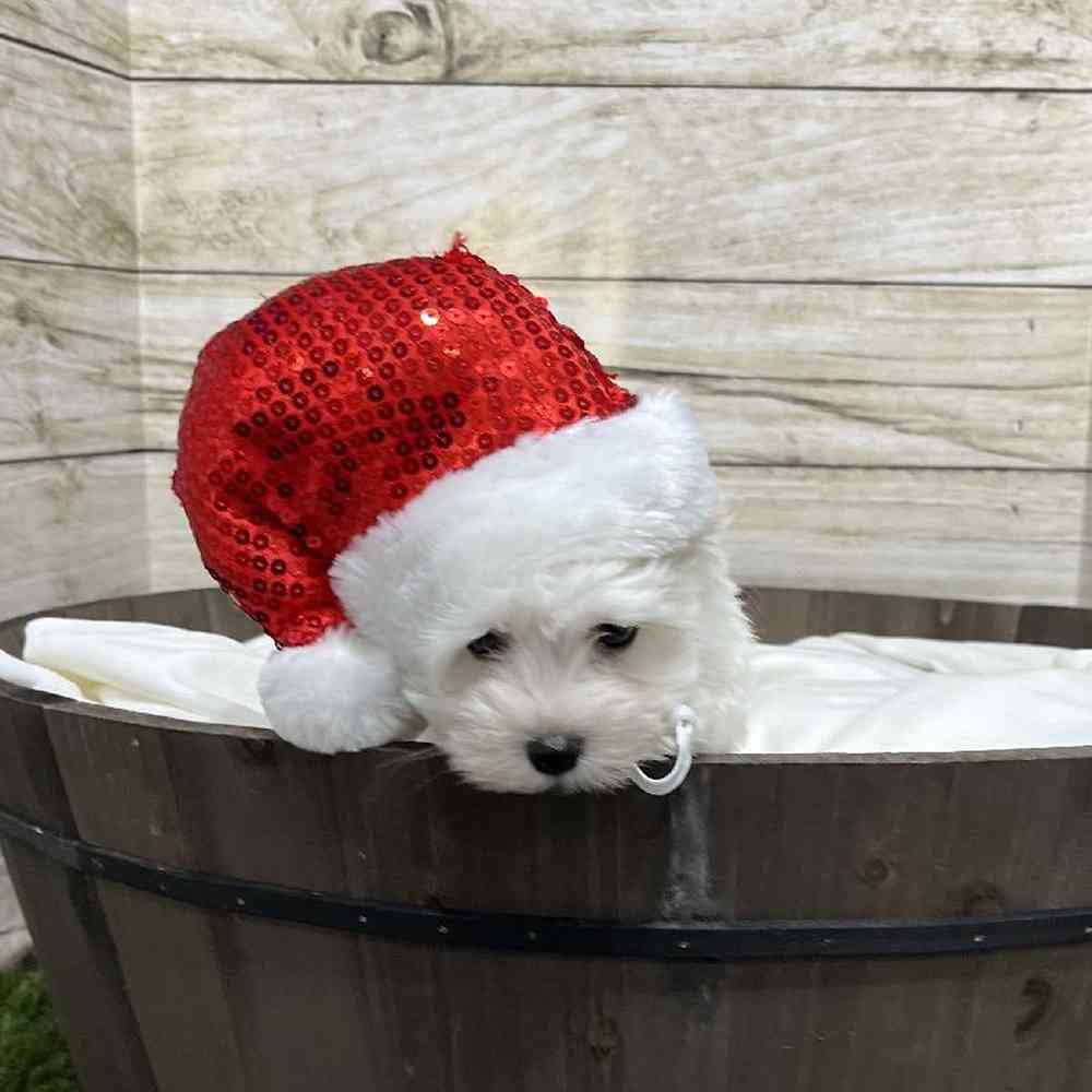 Male Coton De Tulear Puppy for Sale in Saugus, MA