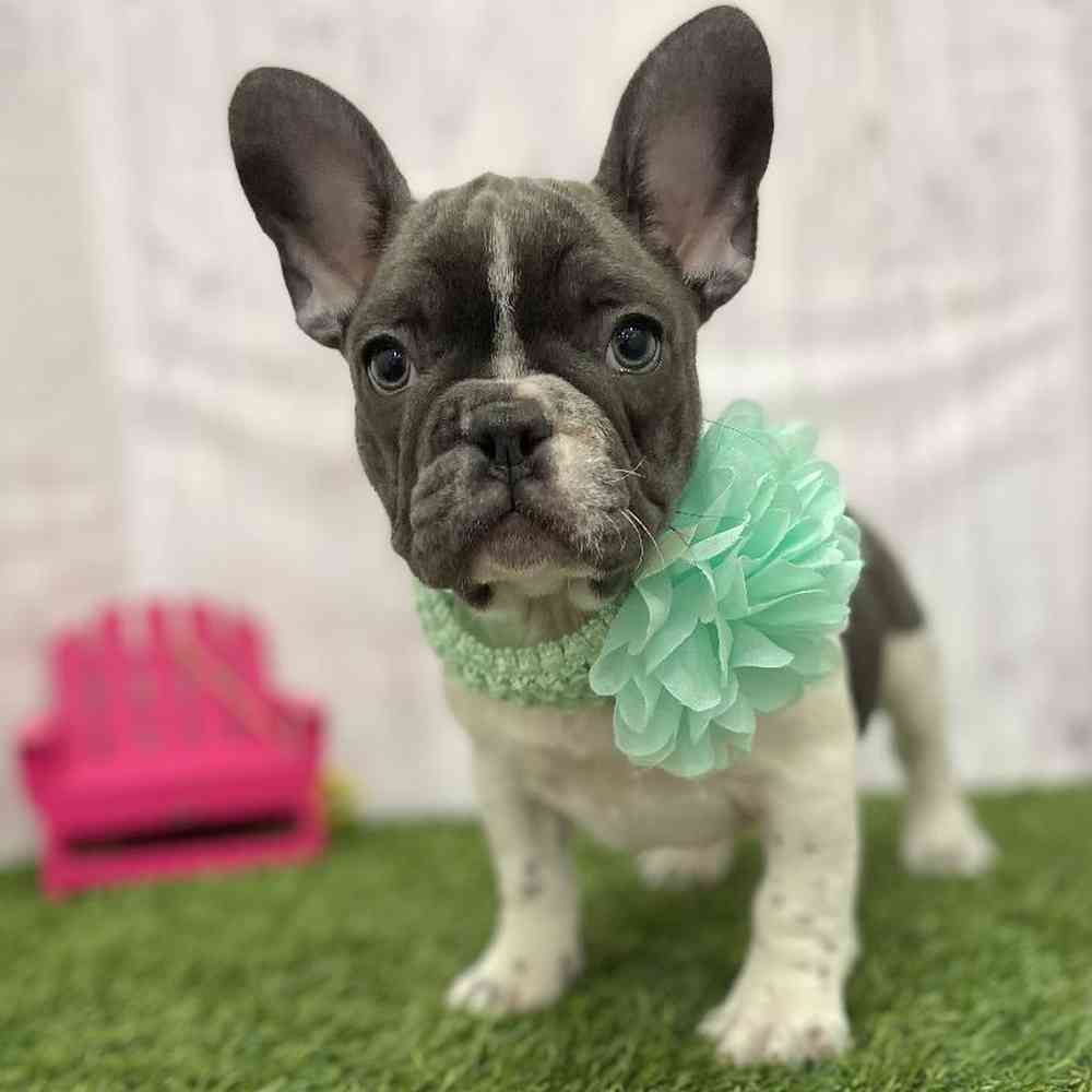 Female French Bulldog Puppy for Sale in Braintree, MA