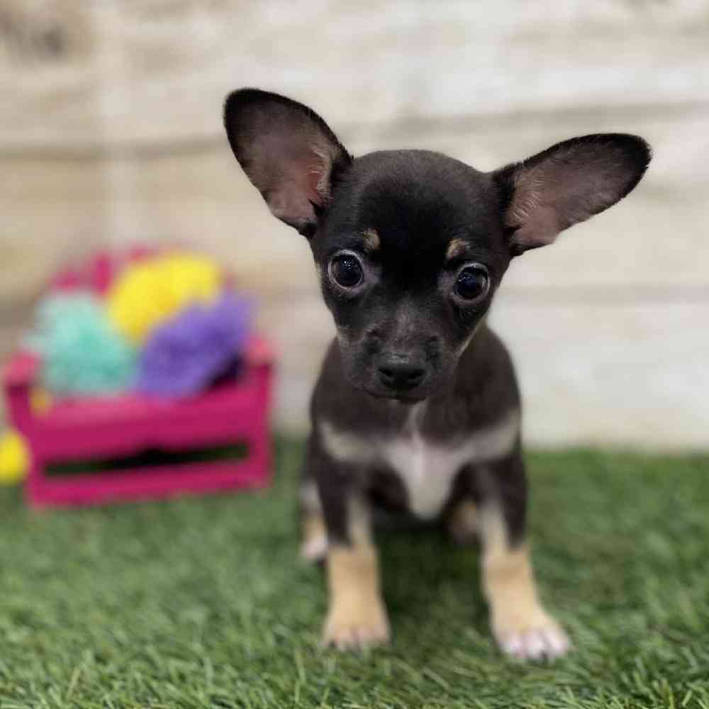 Female Chihuahua Puppy for Sale in Braintree, MA