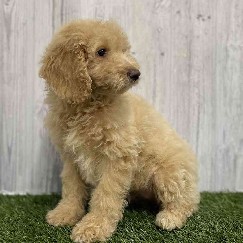 Female Mini Goldendoodle Puppy for Sale in Braintree, MA