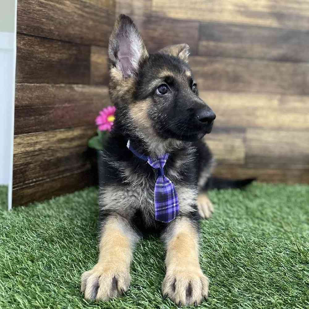 Male German Shepherd Dog Puppy for Sale in Braintree, MA