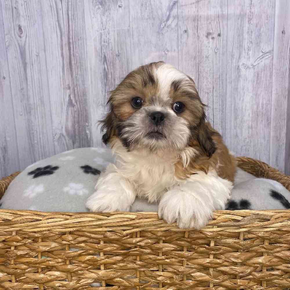 Female Shih Tzu Puppy for Sale in Saugus, MA