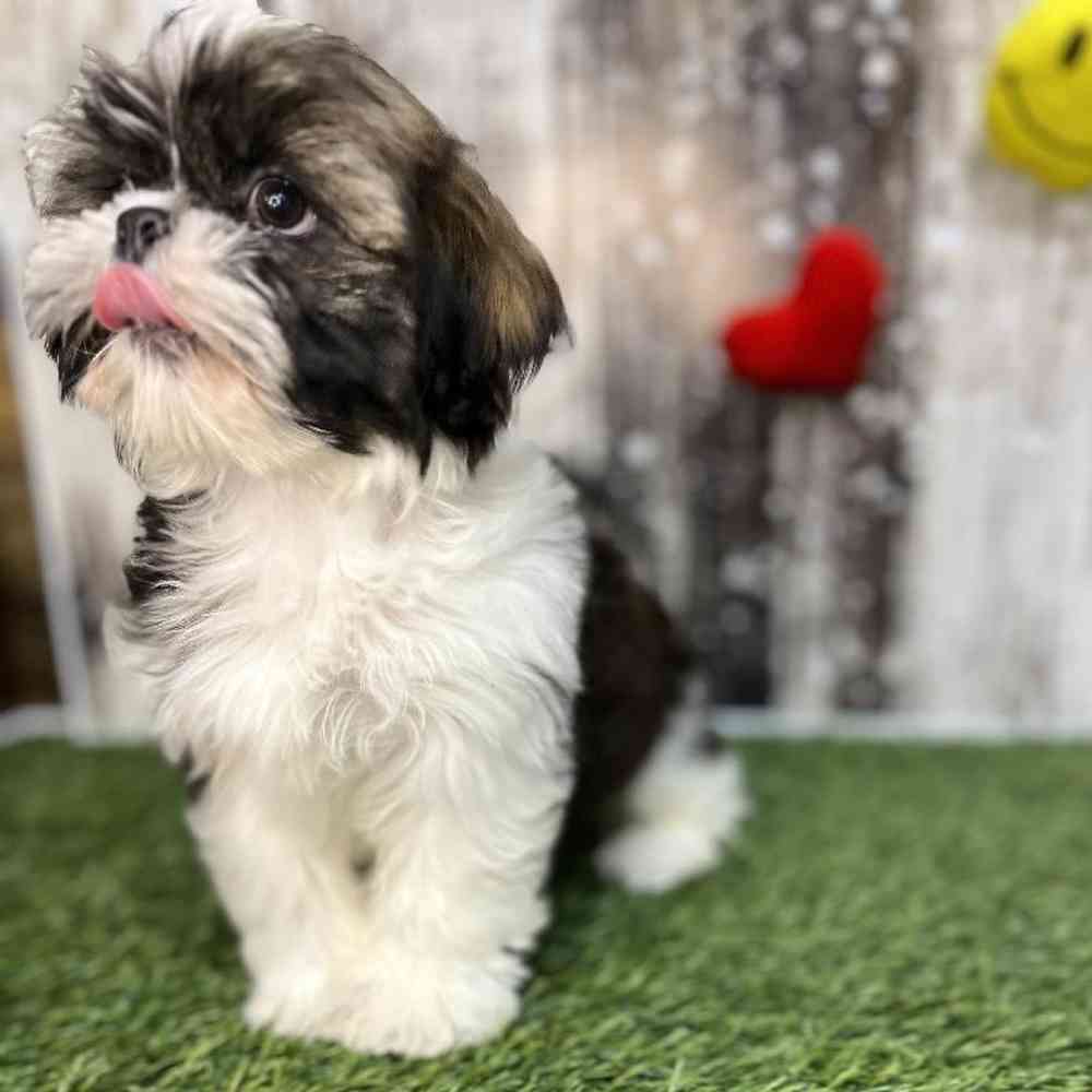 Male Shih Tzu Puppy for Sale in Saugus, MA