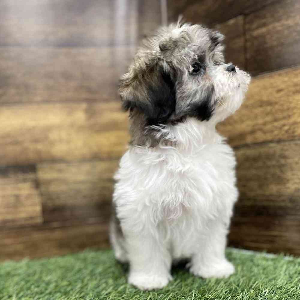 Female Malshi Puppy for Sale in Braintree, MA