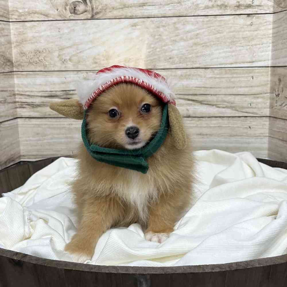 Male Pomeranian Puppy for Sale in Saugus, MA