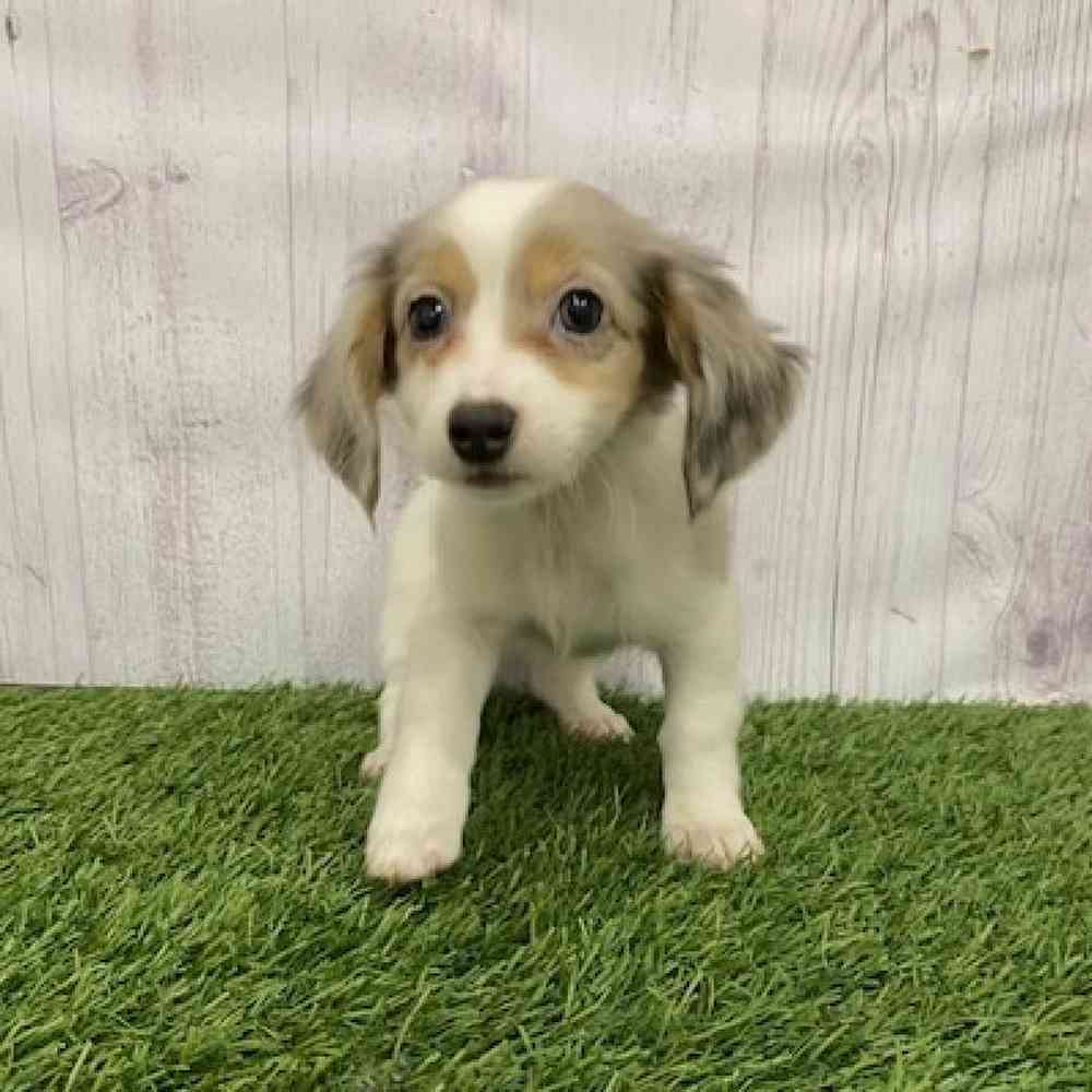Female Chiweenie Puppy for Sale in Braintree, MA