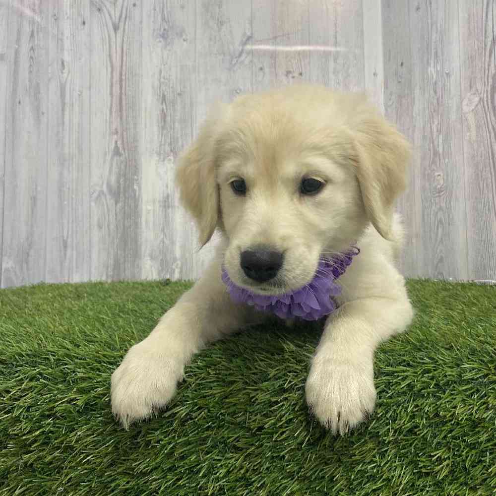 Golden Retriever For Sale Pet Express Saugus