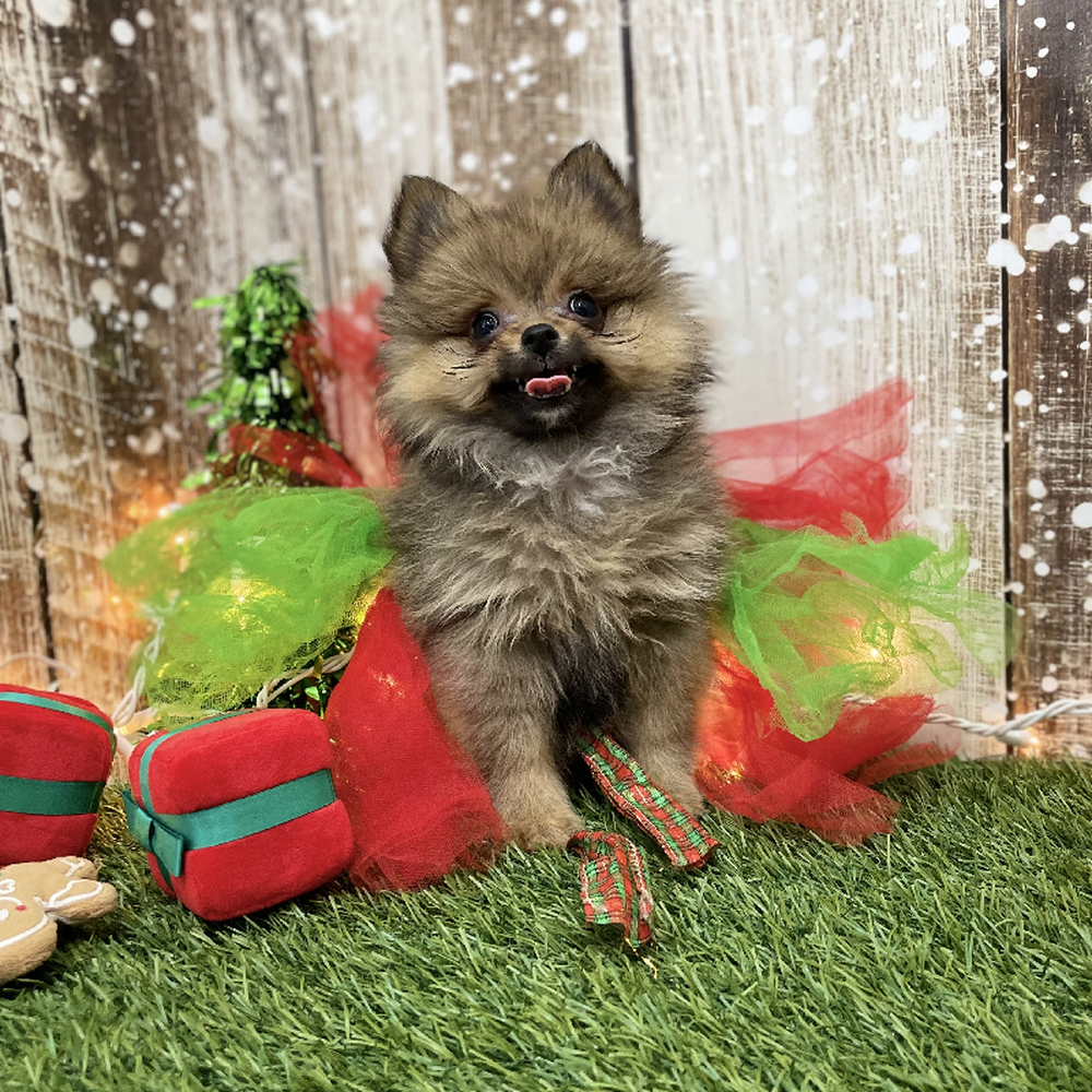 Female Pomeranian Puppy for Sale in Braintree, MA