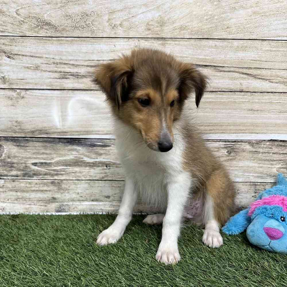 Male Shetland Sheepdog Puppy for Sale in Saugus, MA