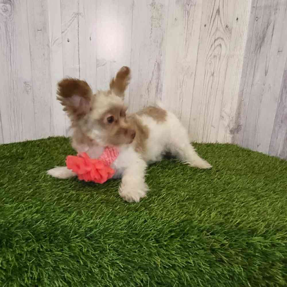 Female Hava-Pom Puppy for sale