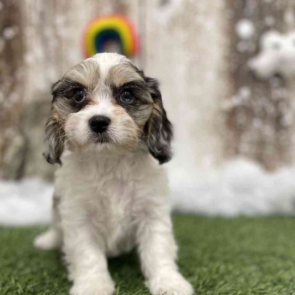Female Cavachon Puppy for Sale in Braintree, MA