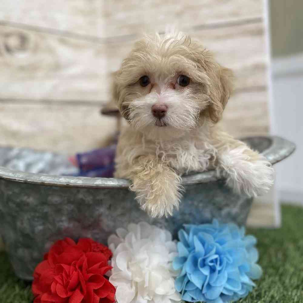 Female Cockapoo 2nd Gen Puppy for Sale in Braintree, MA