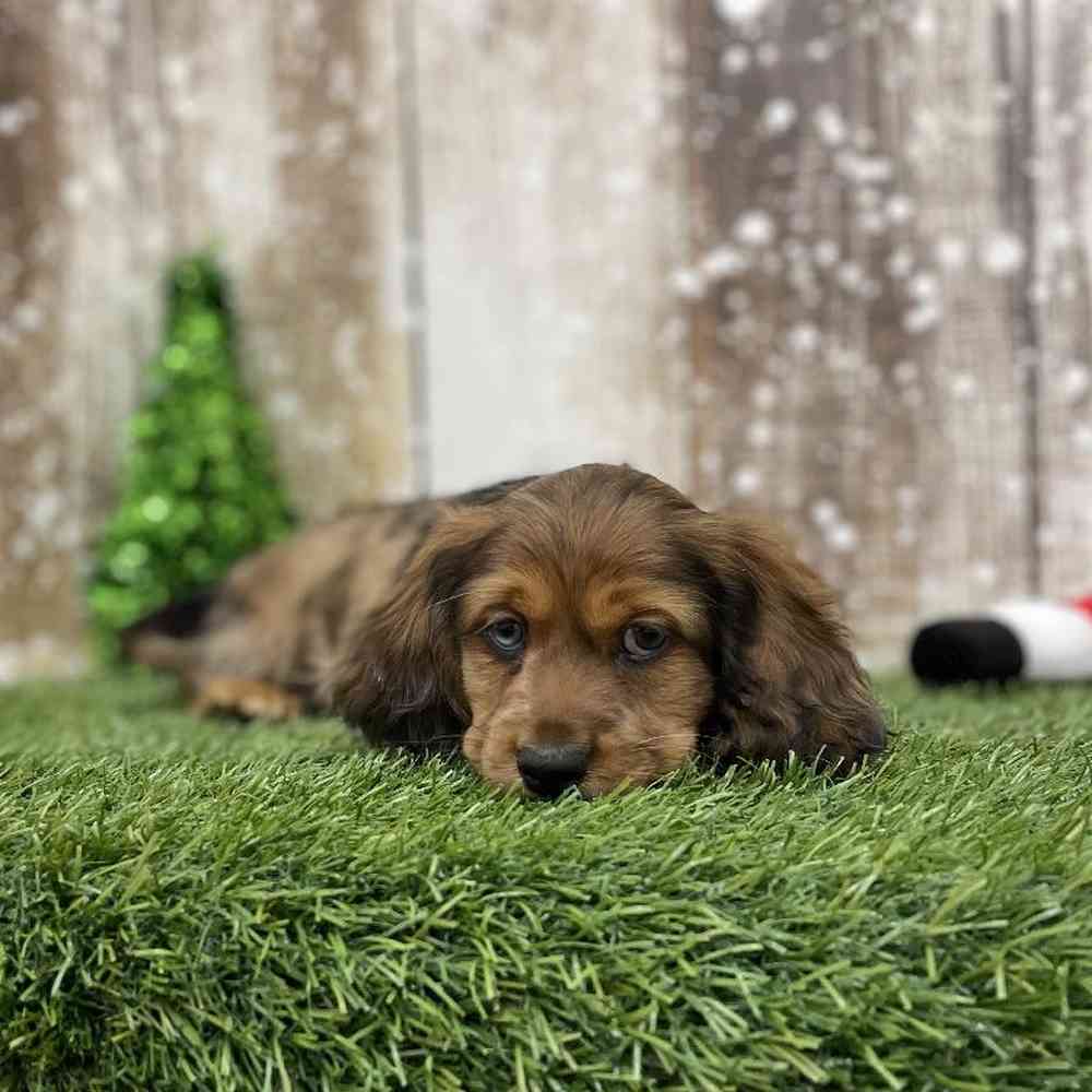 Male Docker Puppy for Sale in Braintree, MA